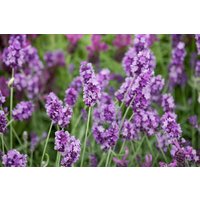 Kategorie <b>Produkt nicht gewünscht </b> - Lavandula angustifolia 'Peter Pan'