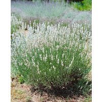 Kategorie <b>Produkt nicht gewünscht </b> - Lavandula angustifolia 'Nana Alba'