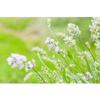Kategorie <b>Produkt nicht gewünscht </b> - Lavandula angustifolia 'Hidcote White'
