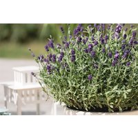 Kategorie <b>Produkt nicht gewünscht </b> - Lavandula angustifolia 'Dwarf Blue'