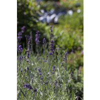 Kategorie <b>Produkt nicht gewünscht </b> - Lavandula angustifolia 'Aromatico Blue' -R-
