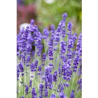 Kategorie <b>Produkt nicht gewünscht </b> - Lavandula angustifolia