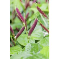 Stauden - Lathyrus vernus