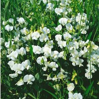 Kategorie <b>Produkt nicht gewünscht </b> - Lathyrus latifolius,weiß