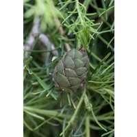 Kategorie <b>Nadelbäume u. Koniferen </b> - Larix kaempferi
