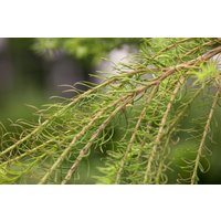 Kategorie <b>Nadelbäume u. Koniferen </b> - Larix decidua 'Puli'