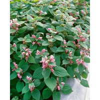 Kategorie <b>Stauden </b> - Lamium orvala