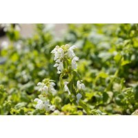Kategorie <b>Stauden </b> - Lamium maculatum 'Album'