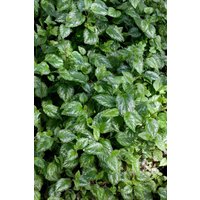 Kategorie <b>Stauden </b> - Lamiastrum galeobdolon 'Silberteppich'