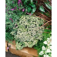 Kategorie <b>Stauden </b> - Lamiastrum galeobdolon 'Hermann's Pride'