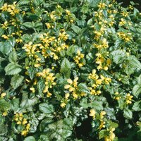 Kategorie <b>Stauden </b> - Lamiastrum galeobdolon 'Florentinum'