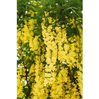Kategorie <b>Laubbäume </b> - Laburnum watereri 'Vossii'