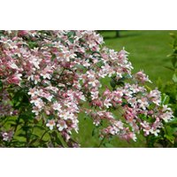 Kategorie <b>Produkt nicht gewünscht </b> - Kolkwitzia amabilis 'Pink Cloud'