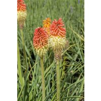 Kategorie <b>Produkt nicht gewünscht </b> - Kniphofia x praecox