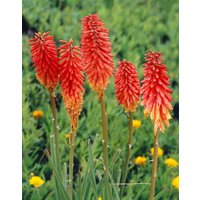 Kategorie <b>Produkt nicht gewünscht </b> - Kniphofia uvaria 'Nancy's Red'