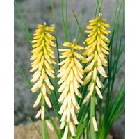 Kategorie <b>Produkt nicht gewünscht </b> - Kniphofia uvaria 'Little Maid'