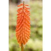 Kategorie <b>Produkt nicht gewünscht </b> - Kniphofia uvaria 'Alcazar'