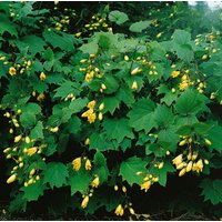 Stauden - Kirengeshoma koreana