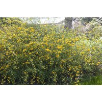 Kategorie <b>Blütensträucher und Ziergehölze </b> - Kerria japonica