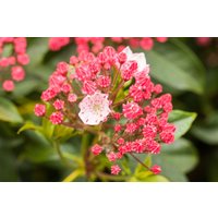 Kategorie <b>Produkt nicht gewünscht </b> - Kalmia latifolia 'Peppermint'