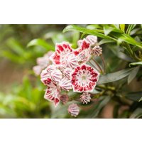 Kategorie <b>Blütensträucher und Ziergehölze </b> - Kalmia latifolia 'Nani'