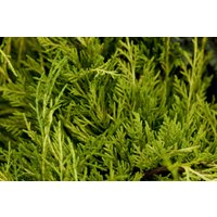 Kategorie <b>Nadelbäume u. Koniferen </b> - Juniperus media 'Golden Saucer'