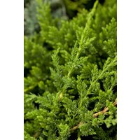 Kategorie <b>Nadelbäume u. Koniferen </b> - Juniperus horizontalis 'Prince of Wales'