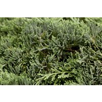 Kategorie <b>Nadelbäume u. Koniferen </b> - Juniperus horizontalis 'Icee Blue' -R- -S-