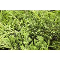 Kategorie <b>Nadelbäume u. Koniferen </b> - Juniperus horizontalis 'Glauca'