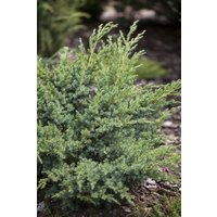 Kategorie <b>Nadelbäume u. Koniferen </b> - Juniperus horizontalis 'Andorra Compact'