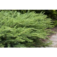 Kategorie <b>Nadelbäume u. Koniferen </b> - Juniperus conferta 'Slager'