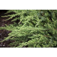Kategorie <b>Nadelbäume u. Koniferen </b> - Juniperus conferta 'Schlager'
