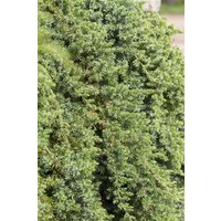 Kategorie <b>Nadelbäume u. Koniferen </b> - Juniperus conferta 'Blue Pacific'