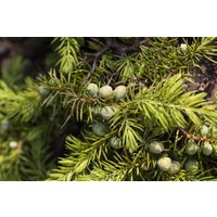 Kategorie <b>Nadelbäume u. Koniferen </b> - Juniperus conferta 'Allgold'