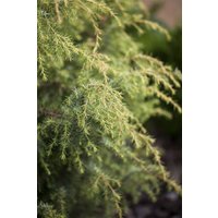 Kategorie <b>Produkt nicht gewünscht </b> - Juniperus communis 'Schneverdinger Gold Machangel'