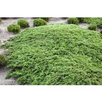 Kategorie <b>Nadelbäume u. Koniferen </b> - Juniperus communis 'Green Carpet'