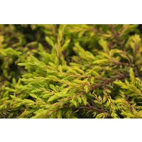 Kategorie <b>Produkt nicht gewünscht </b> - Juniperus communis 'Goldschatz'