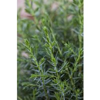 Kategorie <b>Produkt nicht gewünscht </b> - Juniperus communis 'Arnold'