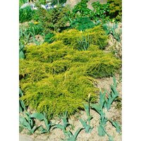 Kategorie <b>Nadelbäume u. Koniferen </b> - Juniperus chinensis Goldfern