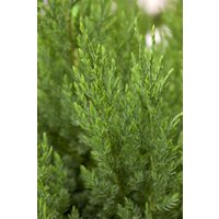 Kategorie <b>Nadelbäume u. Koniferen </b> - Juniperus chinensis 'Stricta'