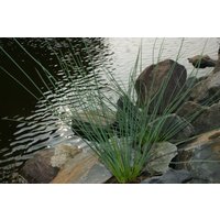 Kategorie <b>Produkt nicht gewünscht </b> - Juncus inflexus