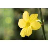Kategorie <b>Kletterpflanzen </b> - Jasminum nudiflorum