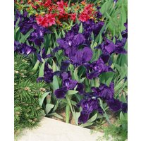 Kategorie <b>Stauden </b> - Iris x barb.-nana 'Truly'