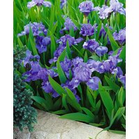 Kategorie <b>Stauden </b> - Iris x barb.-nana 'Pepita'