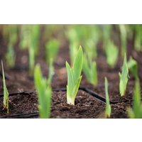 Kategorie <b>Stauden </b> - Iris x barb.-nana 'Little Shadow'