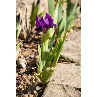 Kategorie <b>Stauden </b> - Iris x barb.-nana 'Cherry Garden'