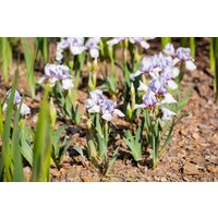 Kategorie <b>Stauden </b> - Iris x barb.-media 'Libellula'