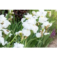Kategorie <b>Stauden </b> - Iris x barb.-elat., weiß
