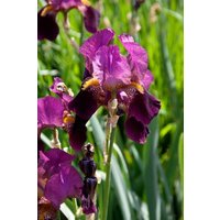 Kategorie <b>Stauden </b> - Iris x barb.-elat.'Senlac'