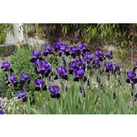 Kategorie <b>Stauden </b> - Iris x barb.-elat.'Rheinländerin'